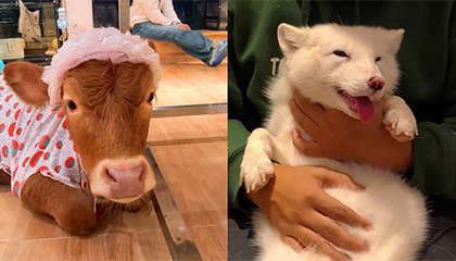 西安一“牛咖”走红