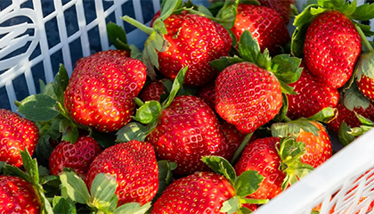 草莓大是打了“膨大剂”？