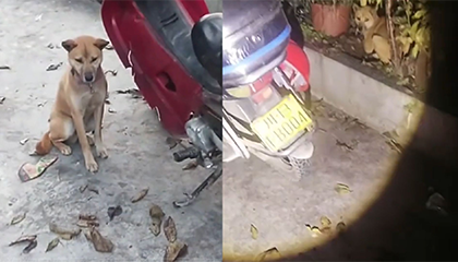 主人骑摩托车摔伤被送进医院