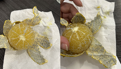 女子开出“隐藏款”蓝皮皇帝柑