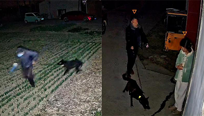 偷狗贼凌晨出没30秒得手