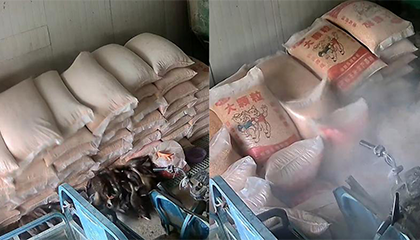 鸭子“贪吃”掏空玉米袋底部