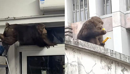 “猴王”视察男生宿舍？