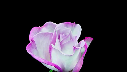 农科院月季新品征名