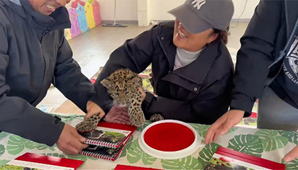 小金钱豹自己赚奶粉钱
