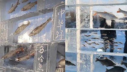 一景区现3米高“冰封鱼墙”