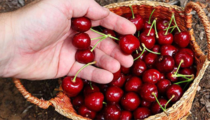 吃车厘子会铁中毒？