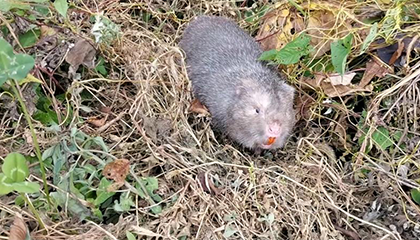 男子为滋补身体抓竹鼠吃