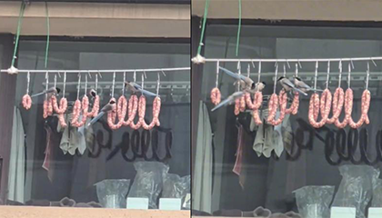 邻居家香肠太香被鸟儿盯上