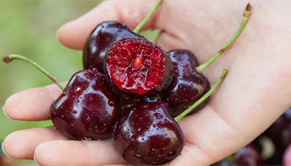 车厘子降价后坏果增多？