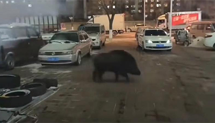 去年野猪撞麻辣烫店门