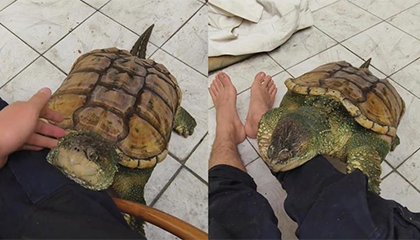 家人买回鳄龟准备食用