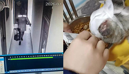 外卖员带着捕猫笼偷猫