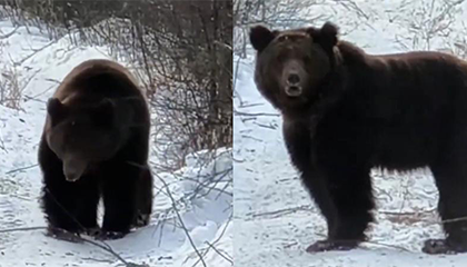 众人野外遇到熊缓缓靠近