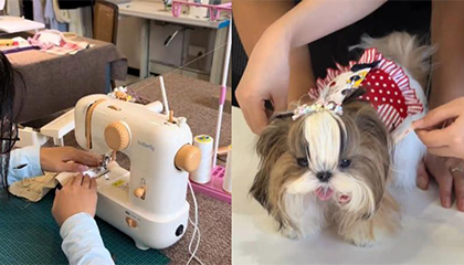 小伙教人缝宠物服装月入5万
