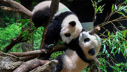 最后两只旅日大熊猫