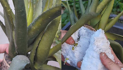 男子养芦荟3年浇水又施肥