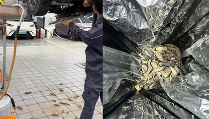 汽车底盘成老鼠仓库