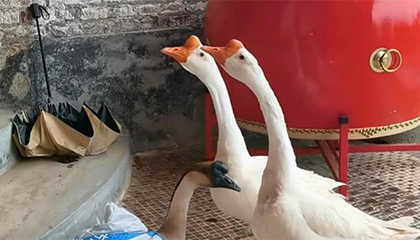 客人带了只被绑的灰鹅到饭店