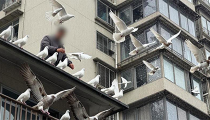 楼顶养100多只鸽子