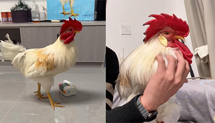 买鸡蛋送的小鸡被养大了