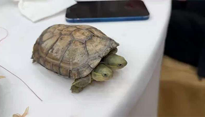 男子养“双头龟”