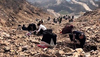 免费挖玉还能捡黄金？