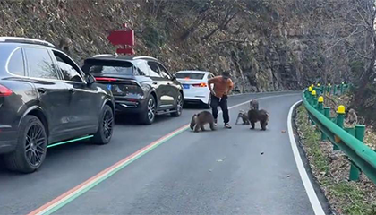 自驾游游客停车围观猴群