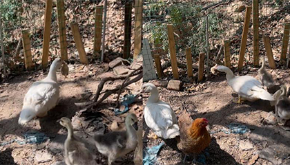 40多只小鸡离奇失踪