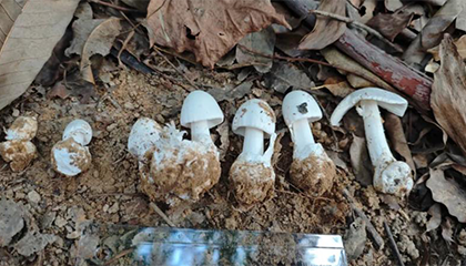 夫妻喝汤后双双入院