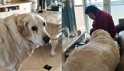 七岁胖狗子为多吃零食