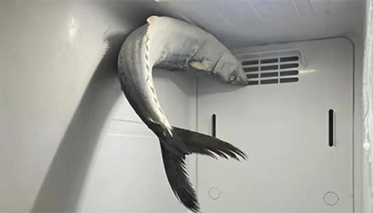 女子打开冰箱被惊住