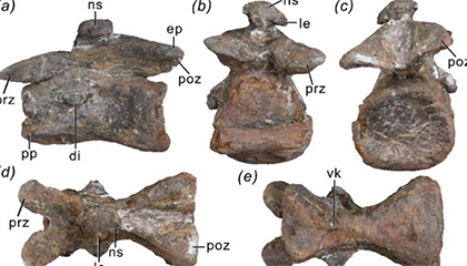 我国发现&ldquo;新恐龙&rdquo;
