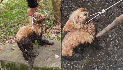 女子爬山意外救起被困粪坑小狗