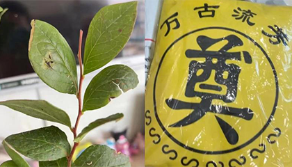 13.8元蓝莓苗“仅退款”后