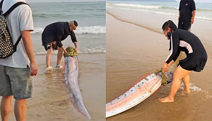 海南一沙滩现巨型搁浅皇带鱼