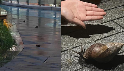 广东暴雨后巨型蜗牛泛滥