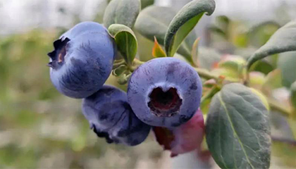 妈妈买超大蓝莓给孩子补营养