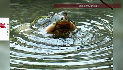 全国仅存1只的百岁斑鳖现身