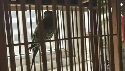 在景区套圈套中鹦鹉回家养